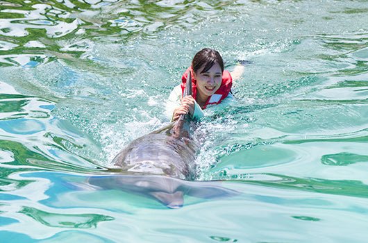 🐬 イルカ体験