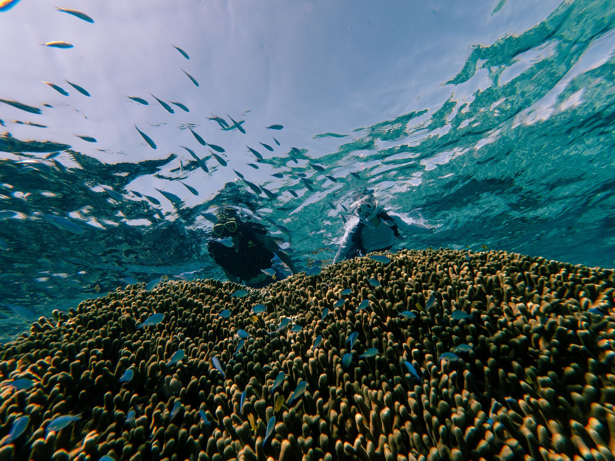 🌊 石垣ブルー